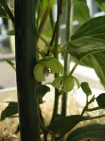 Kiwi Issai 21.05.09.webp