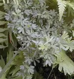zwischen1.webp