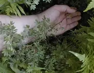 zwischenj2.webp