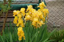 Iris 040sm.webp