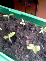 Tomate.webp