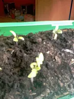 noch ne Tomate.webp