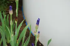Iris 039sm.webp