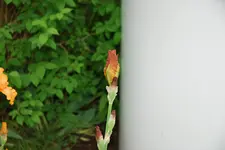 Iris 038sm.webp