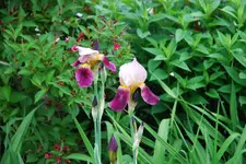 Iris 036sm.webp