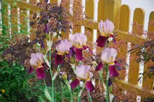 Iris 035sm.webp