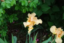 Iris 034sm.webp