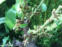 Knospen.webp