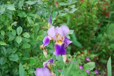 Iris 033sm.webp