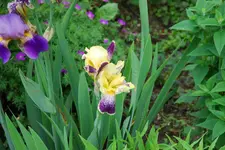 Iris 032sm.webp