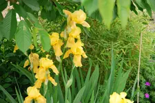 Iris 031sm.webp