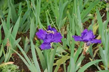 Iris 029sm.webp
