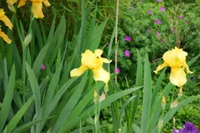 Iris 028sm.webp