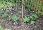 Beet am Apfelbaum, zu sehen sind auch Lavendel, Schokoladenblume, Waldmeister,Lupinen,Glockenblu.jpg