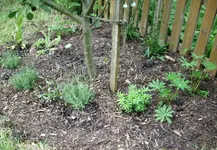 Beet am Apfelbaum, zu sehen sind auch Lavendel, Schokoladenblume, Waldmeister,Lupinen,Glocken...webp