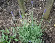 Lavendel.webp