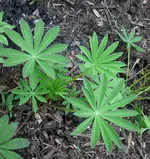 Lupine.webp