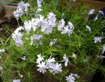 Phlox.jpg