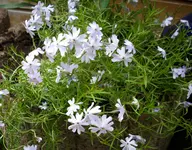 Phlox.webp