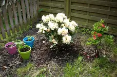 Rhodo&Toepfe mit Fliederstecklingen.webp