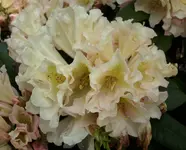 Silvia 1.webp