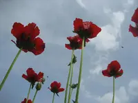 Garten09 001.webp