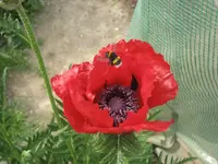 Garten09 004.webp