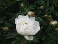 Garten09 005.webp