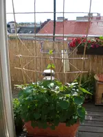 RankgitterSommerblumen.webp