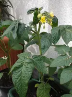 Balkonstar210509.webp