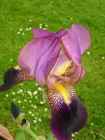 Iris 1.webp