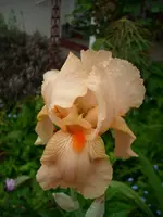 Iris apricot.webp