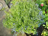 Blau1.webp