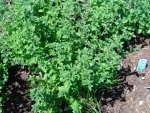 Calamintha%20nepeta%200204.jpg