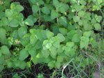 Calamintha_nepeta_Benahavis_060311_1.jpg