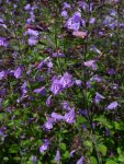 Calamintha%20nepeta%20ssp%20nepeta%20BotKA%20S3.jpg