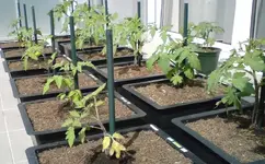 tomplantage.webp