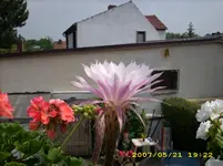 gartenbilder 010.webp