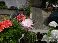 gartenbilder 011.webp