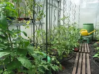 Tomaten2 Mitte Mai.webp