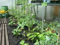 Tomaten Mitte Mai.webp
