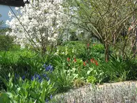 Sternmagnolie mit Frühjahrsblüher.webp