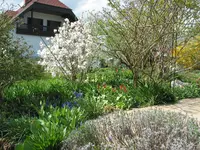 Sternmagnolie.webp