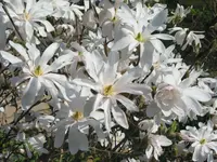 Sternmagnolienblüten.webp
