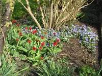 Waldanemonen mit frühen Tulpen.webp