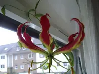IMGP1759.webp