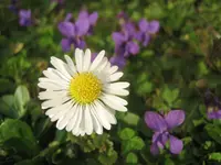 20090331_7742.webp
