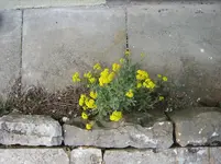 20080413_5058.webp