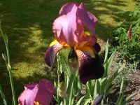 Garten Mai06 001.webp