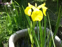 Garten Mai06 002.webp